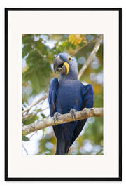 Gerahmter Kunstdruck Nahaufnahme eines Hyazinth-Ara