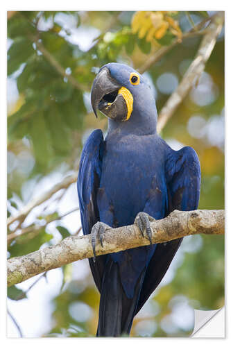 Selvklebende plakat Close-up of a Hyacinth Macaw