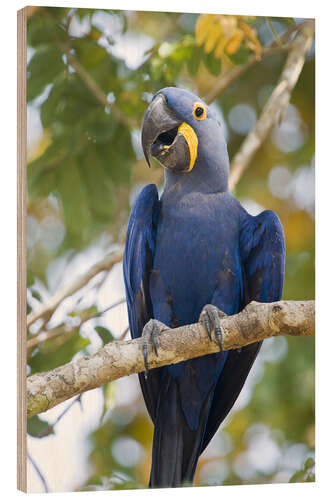 Cuadro de madera Close-up of a Hyacinth Macaw