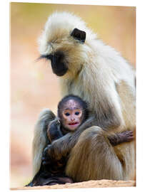 Acrylic print Langur Monkey with Toddler