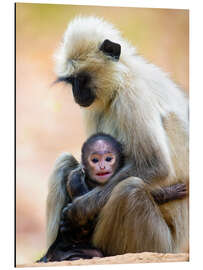 Aluminiumtavla Langur Monkey with Toddler