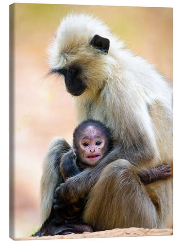 Leinwandbild Langur Affe mit Kleinkind