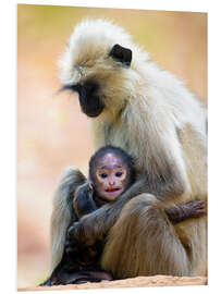 Tableau en PVC Langur Monkey with Toddler