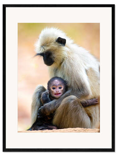 Ingelijste kunstdruk Langur Monkey with Toddler