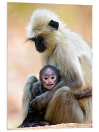 Gallery print Langur Monkey with Toddler