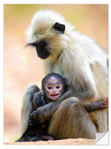 Naklejka na ścianę Langur Monkey with Toddler