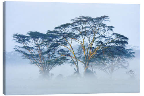 Canvas print Acacia Trees Covered in Mist, Lake Nakuru, Kenya