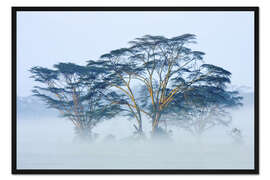 Gerahmter Kunstdruck Akazien im Nebel, Kenia