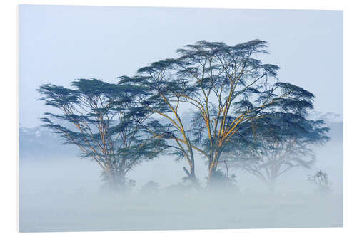 Foam board print Acacia Trees Covered in Mist, Lake Nakuru, Kenya