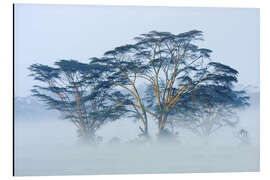 Magnettafel Akazien im Nebel, Kenia