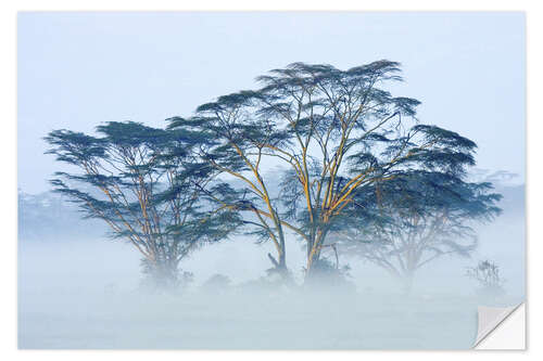 Selvklebende plakat Acacia Trees Covered in Mist, Lake Nakuru, Kenya