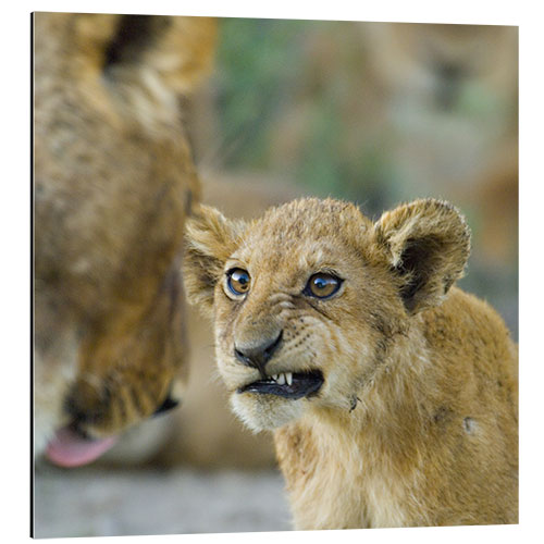 Aluminium print Close-up of a Lion Cub