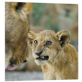 Foam board print Close-up of a Lion Cub