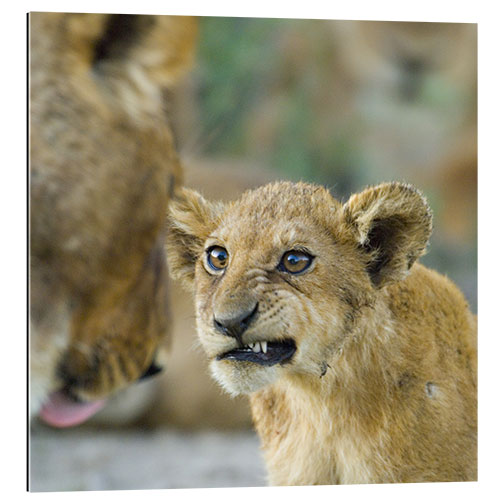 Quadro em plexi-alumínio Close-up of a Lion Cub