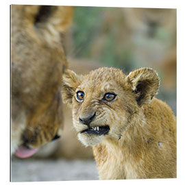 Tableau en plexi-alu Close-up of a Lion Cub