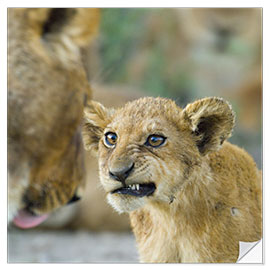 Wall sticker Close-up of a Lion Cub