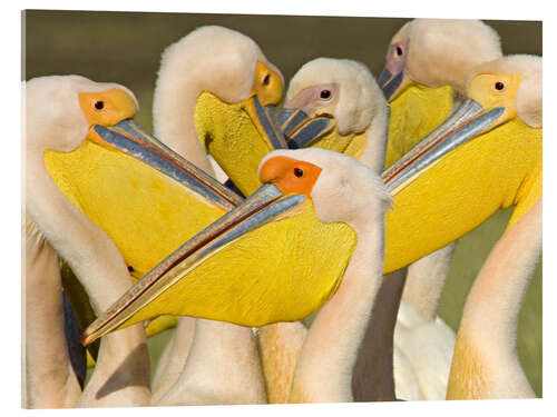 Akrylbilde Flock of White Pelican, Lake Nakuru, Kenya