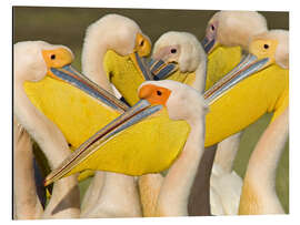 Quadro em alumínio Flock of White Pelican, Lake Nakuru, Kenya