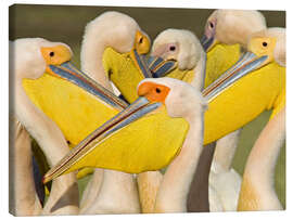 Canvas print Flock of White Pelican, Lake Nakuru, Kenya