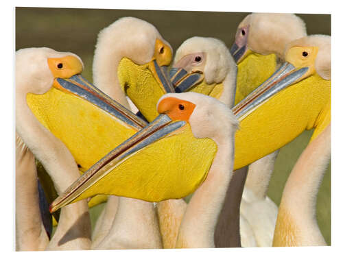 Foam board print Flock of White Pelican, Lake Nakuru, Kenya