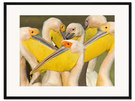 Gerahmter Kunstdruck Herde Weißpelika, See Nakuru, Kenia