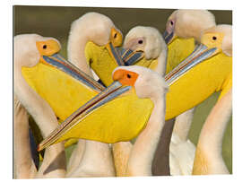 Tableau en plexi-alu Flock of White Pelican, Lake Nakuru, Kenya