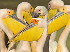 Magnettafel Herde Weißpelika, See Nakuru, Kenia