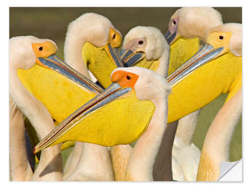 Naklejka na ścianę Flock of White Pelican, Lake Nakuru, Kenya