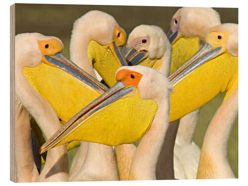 Wood print Flock of White Pelican, Lake Nakuru, Kenya