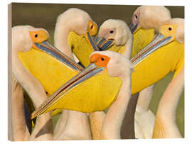 Hout print Flock of White Pelican, Lake Nakuru, Kenya