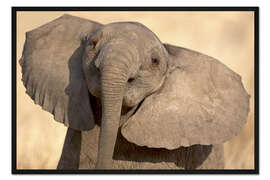 Gerahmter Kunstdruck Elefantenkalb beim Spielen, Samburu National Reserve, Kenia