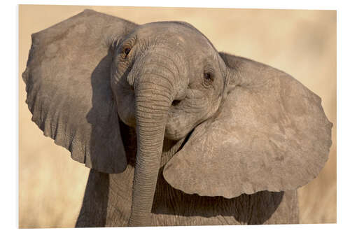 Foam board print Elephant Calf in Play, Samburu National Reserve, Kenya