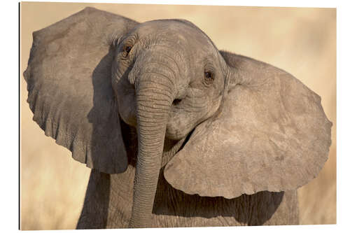 Gallery print Elephant Calf in Play, Samburu National Reserve, Kenya