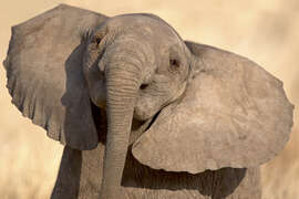 Magnettafel Elefantenkalb beim Spielen, Samburu National Reserve, Kenia