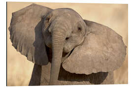 Magnettafel Elefantenkalb beim Spielen, Samburu National Reserve, Kenia