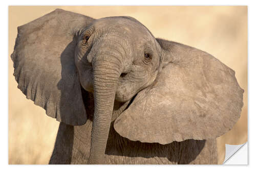 Selvklebende plakat Elephant Calf in Play, Samburu National Reserve, Kenya