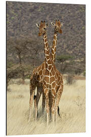 Aluminium print Reticulated Giraffe