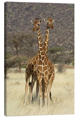 Canvas print Reticulated Giraffe