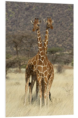 PVC print Reticulated Giraffe