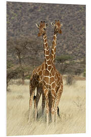 Tableau en PVC Reticulated Giraffe