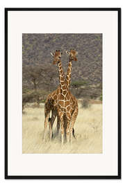 Gerahmter Kunstdruck Netzgiraffe