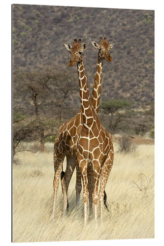 Gallery print Reticulated Giraffe