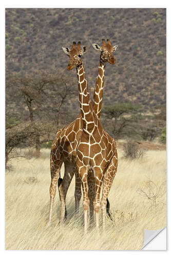 Vinilo para la pared Reticulated Giraffe