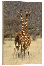 Wood print Reticulated Giraffe