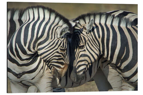 Tableau en aluminium Burchell's Zebras, Etosha National Park, Namibia