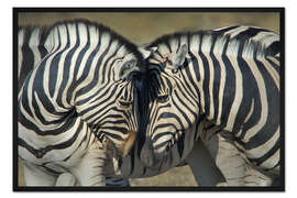 Gerahmter Kunstdruck Burchell's Zebras, Etosha-Nationalpark, Namibia