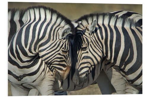 PVC-taulu Burchell's Zebras, Etosha National Park, Namibia