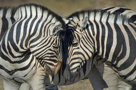 Magnettafel Burchell's Zebras, Etosha-Nationalpark, Namibia