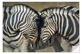 Naklejka na ścianę Burchell's Zebras, Etosha National Park, Namibia