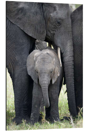 Aluminium print African Elephant with his Calf in the Forest, Tarangire National Park, Tanzania